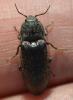 Selatosomus latus